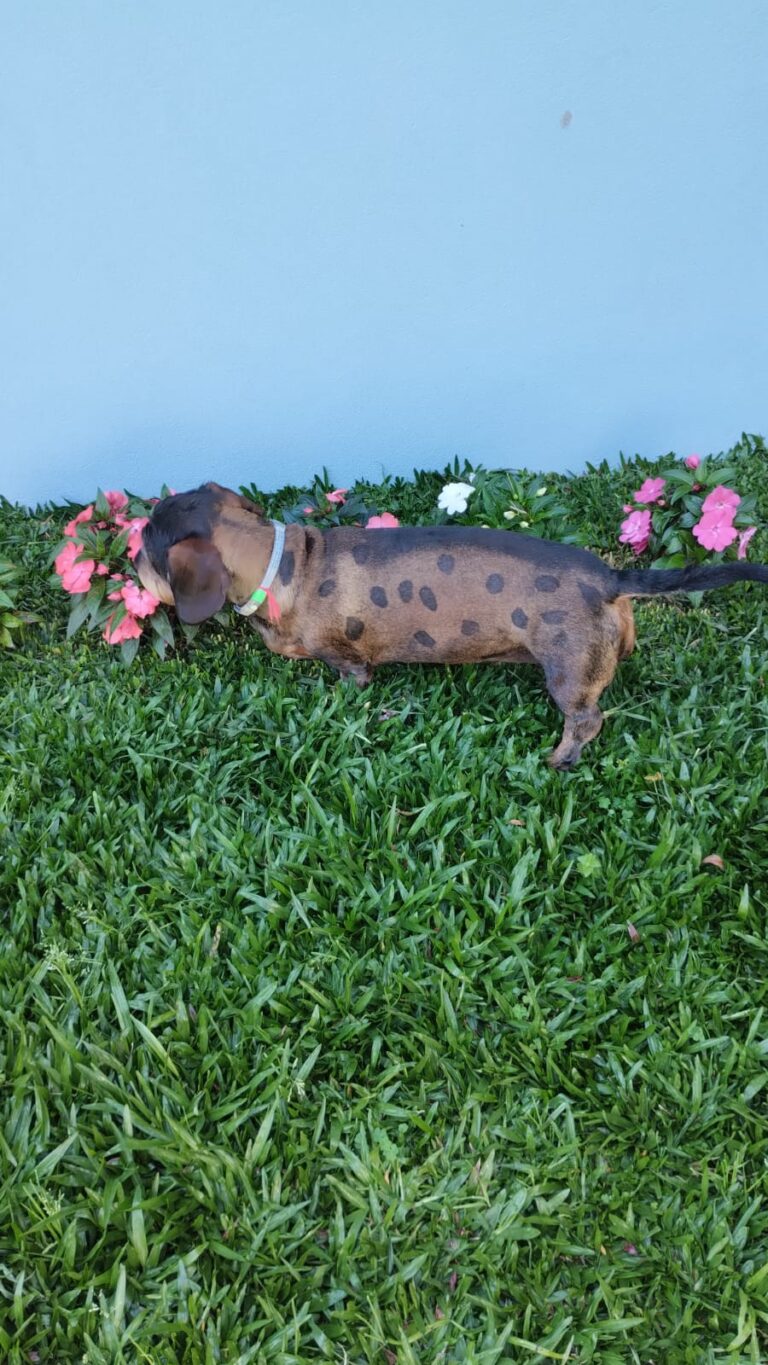 Imagem do WhatsApp de 2025-12-01 à(s) 18.30.31_44eeed9c